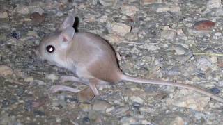 Lesser Egyptian Jerboa  Jaculus jaculus [upl. by Irita]