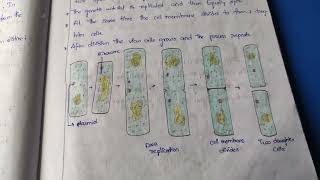 ASEXUAL REPRODUCTION IN PROKARYOTESBINARY FUSIONBUDDING [upl. by Silado]