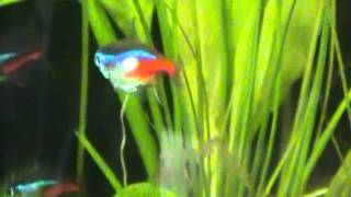 03 Pregnant Neon Tetra [upl. by Nasho]