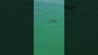 Okaloosa Fishing pier dolphin thief [upl. by Natsyrk]