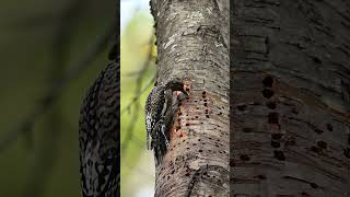 Female Yellowbellied sapsucker checking on wells birding woodpeckers birdphotography [upl. by Scharaga]