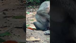 New funny monkey dont like camera shortsvideo [upl. by Brier]