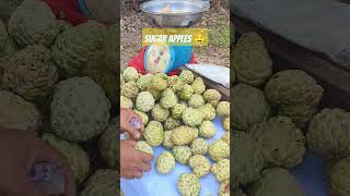 Sugar Apples or Atis in the Philippines tropicalfruit sugarapple laguindingan [upl. by Nolur]