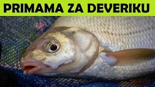 PRIMAMA ZA DEVERIKU Jezero Garaši GROUNDBAIT FOR SKIMMER BREAM Garasi Lake [upl. by Stevie]