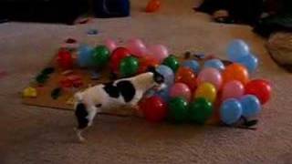 Dog vs Balloons [upl. by Caravette]