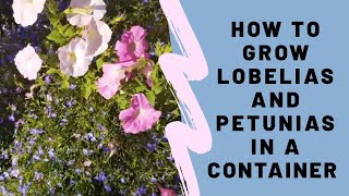 How to grow Lobelias and petunias in a container Awesome summer plants combination [upl. by Ritch]