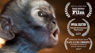 Baby Monkeys Fighting For Survival  Vervet Forest Documentary [upl. by Alor785]