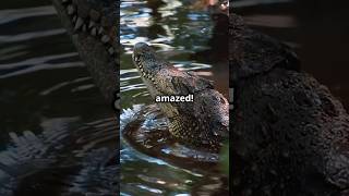 Top 5 Largest Crocodiles in the World crocodile animals 1minuteknowledge [upl. by Eiramoj222]