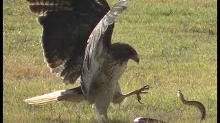 RedTailed Hawk vs Snake [upl. by Sams]