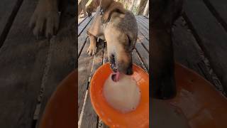 Hahaha watch the dog lick the milk and disperse😅dog puppy dogfooding animalsshortvideo shorts [upl. by Yehc]