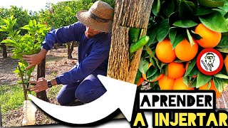 🍊​INJERTOS en CÍTRICOS🍋​ Cómo Injertar NARANJOS y LIMONEROS en 5 Sencillos Pasos by mixim89 [upl. by Chace]