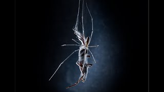 Spiders Fight to the Death  White Tail vs DaddyLongLegs [upl. by Awe]