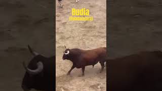 💯ENORME TORO DE HERMANOS GONZÁLEZ💯 FISTAS DE SAN PEDRO💥💥 [upl. by Roshelle]