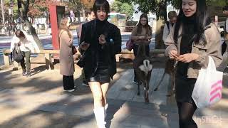 奈良 日本 鹿公園 奈良の可愛い鹿に夢中になる外国人観光客  nara japan vlog 🦌💖 [upl. by Kilam]