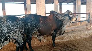 Girlando cow and Cholistani Breeding Bull [upl. by Buroker]