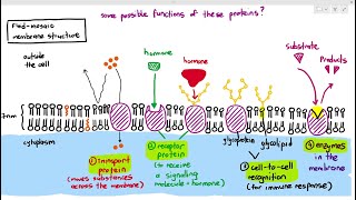 44 Membrane Proteins Receptors Glycoproteins Glycolipids Cambridge AS amp A Level Biology 9700 [upl. by Court]