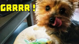 Funny yorkie growling and barking for toy Smartest Dog In the World🐕 [upl. by Naus580]