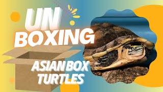 Unboxing Endangered Box Turtles [upl. by Eniwtna]