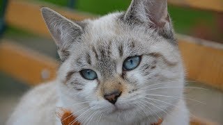 How to Sedate a Cat  Method 1  Choosing a Medication [upl. by Werdna]