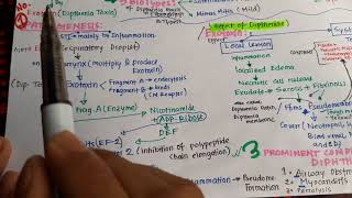 Pathogenesis of Diphtheria [upl. by Hameean]