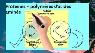 Biochimie Structurale S3  les Acides Aminés [upl. by Selemas]