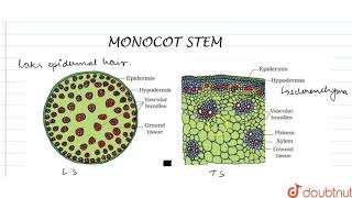 MONOCOTYLEDONOUS STEM [upl. by Darton]