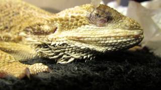 Bearded Dragon Daily Eye Care [upl. by Telford103]