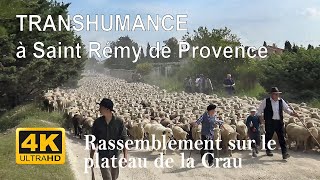 TRANSHUMANCE  Rassemblement sur le plateau du la Crau  Partie 1  STRemy de Provence [upl. by Nauh]