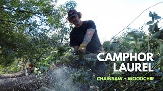 Felling a Camphor Laurel tree with a chainsaw next to a fence [upl. by Wershba513]