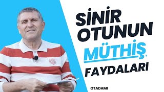 SİNİR OTU DAMAR OTU FAYDALARI NASIL DEMLENİR NEYE İYİ GELİR NE İŞE YARAR [upl. by Hacissej]