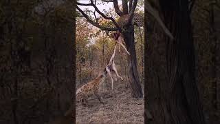 Hyena always steals a hard earned meal from a cheetah hyena viralvideo animals wildlife [upl. by Mariano216]