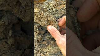 Exposing a perfect Jurassic Belemnite Squidlike creature which was in a large loose shale slab [upl. by Oicnedif]