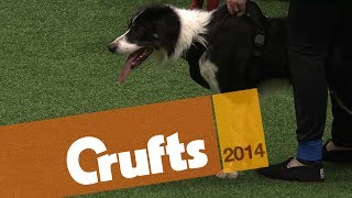 Flyball  Team Finals  Crufts 2014 [upl. by Daniala]