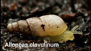 The life of Allopeas clavulinum [upl. by Elnore]