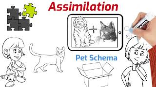 Assimilation vs Accommodation Understanding Cognitive Processes [upl. by Ahsekar448]