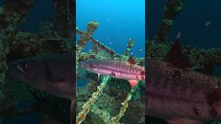 Barracuda on the USS Oriskany scubadiving barracuda offshore scuba diver fish ocean fishing [upl. by Publia]