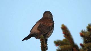 Wacholderdrossel Turdus pilaris Eifel  Dohr [upl. by Boris124]