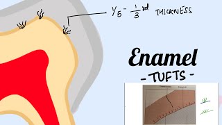 Enamel Tufts Structure of Enamel Oral histology [upl. by Aneehs70]