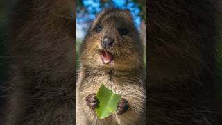 An Australian Quokka 📷 Up Close With the Hasselblad X2D [upl. by Bondy]