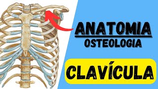 Quais são os ACIDENTES ÓSSEOS da CLAVÍCULA Osteologia  aula de anatomia humana grátis e fácil [upl. by Nemzaj]