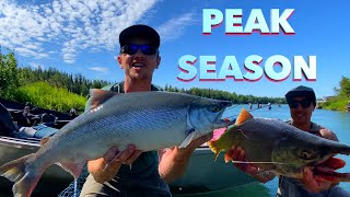 Kenai River Salmon Fishing for Big Fish during PEAK SEASON [upl. by Uhsoj]