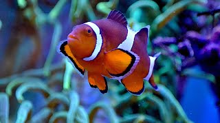 Clownfish Voice Changer  Fish Status [upl. by Devitt831]