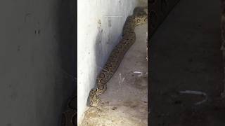 Venomous Indian Russell Viper Snake Rescue 😲 [upl. by Faustena468]