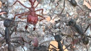 Clash of Ants in the Tropical Dry Forest of Chamela Phorid Flies on the Lookout [upl. by Cassey161]