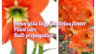 Amaryllis lily Gladiolus flower plants care ampreporting amppropagation [upl. by Dnomaj]