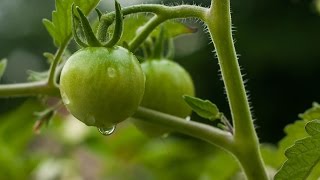 Germinar tomates de semillas Tutorial huerto urbano 🍅🍅 [upl. by Oynotna]