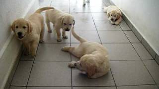 chiots golden retriever de 8 semaines [upl. by Akinad604]