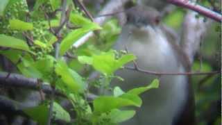 Black Billed Cuckoo [upl. by Akcimat]