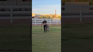 Cane Corso clean bite dogtraining phoenixdogtraining germanshepherd [upl. by Zurciram]