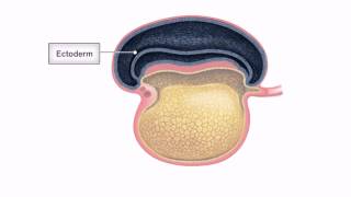 General Embryology  Detailed Animation On Embryonic Folding [upl. by Beret739]